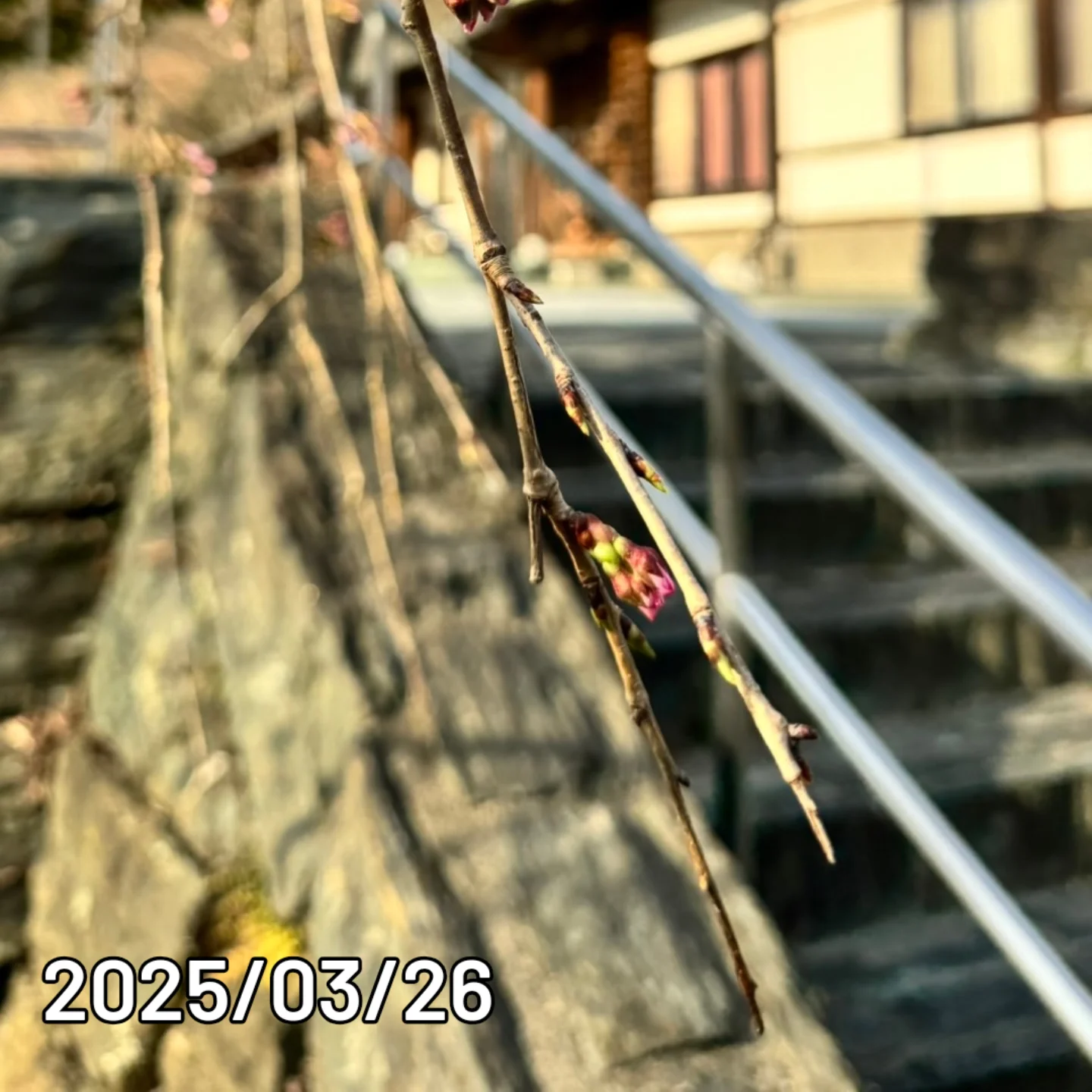 令和7年　桜の状況
