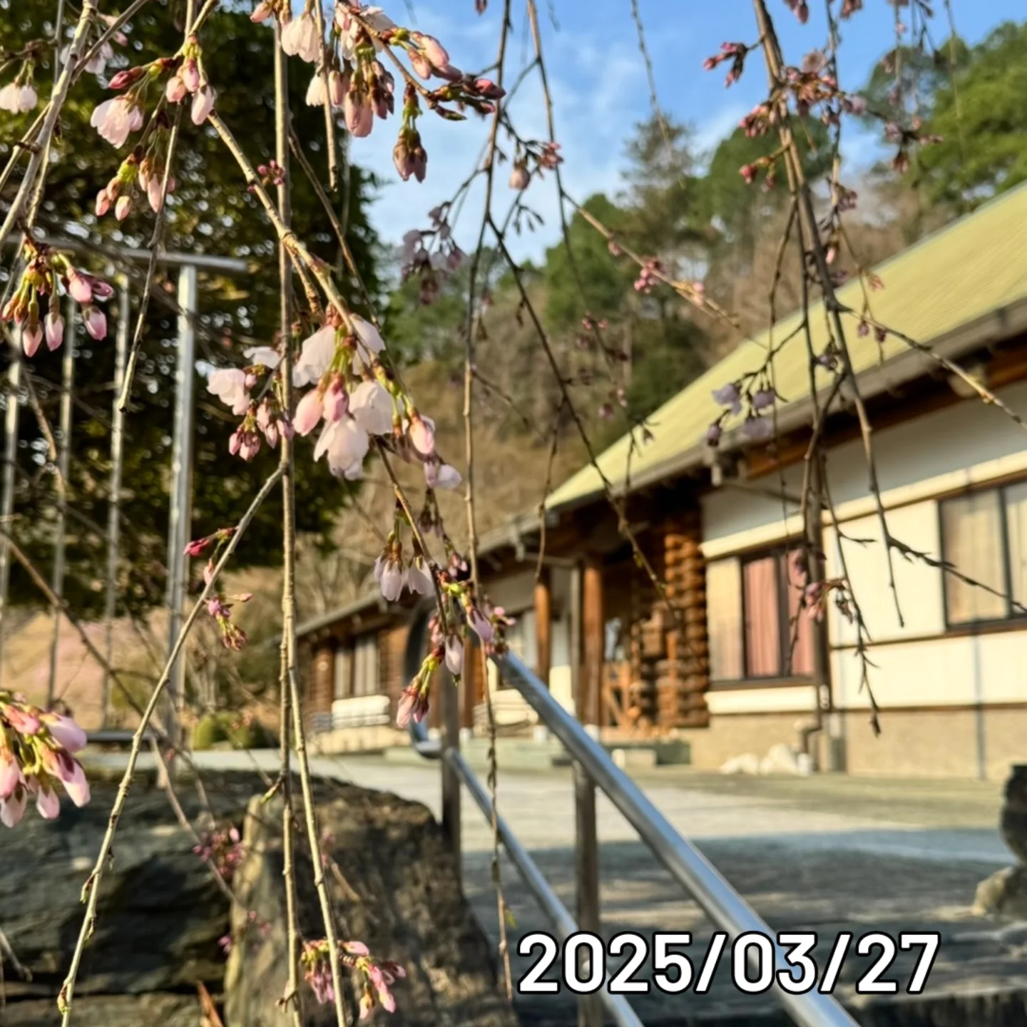 2025/03/27開花状況