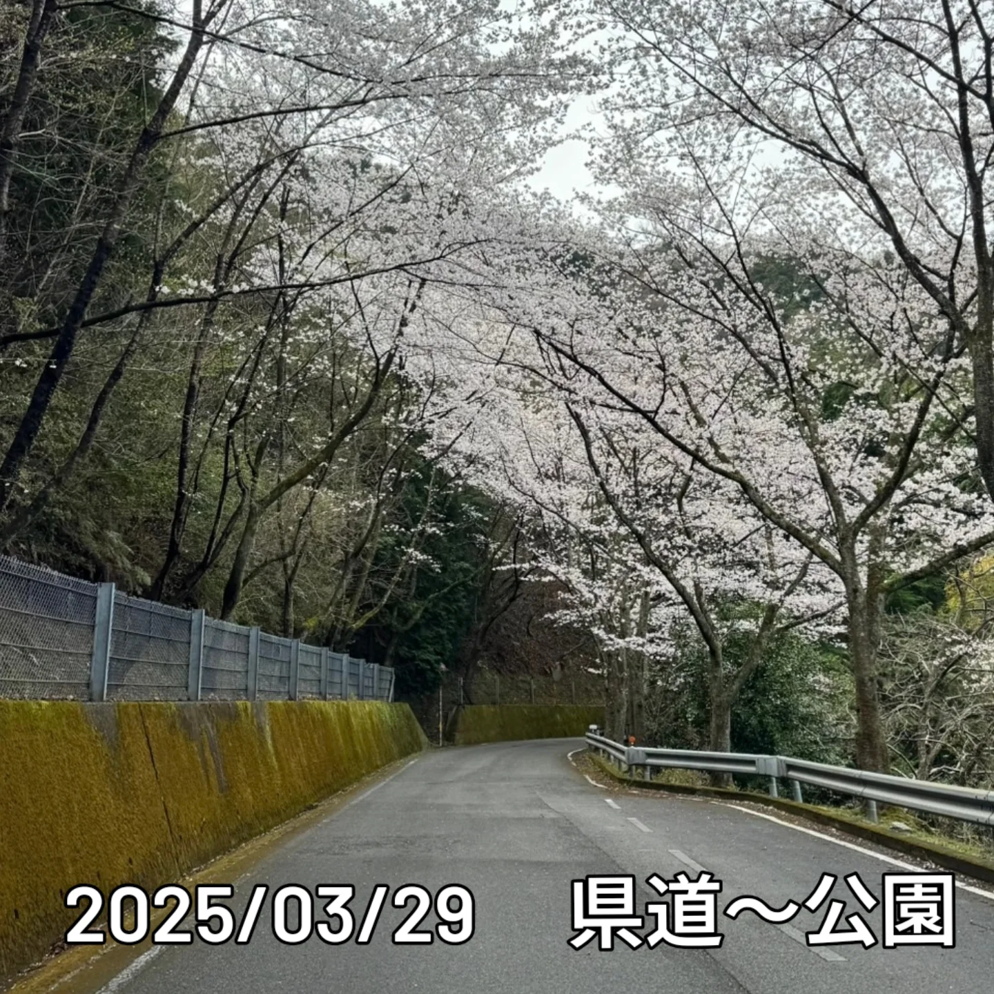 2025/03/29　開花状況