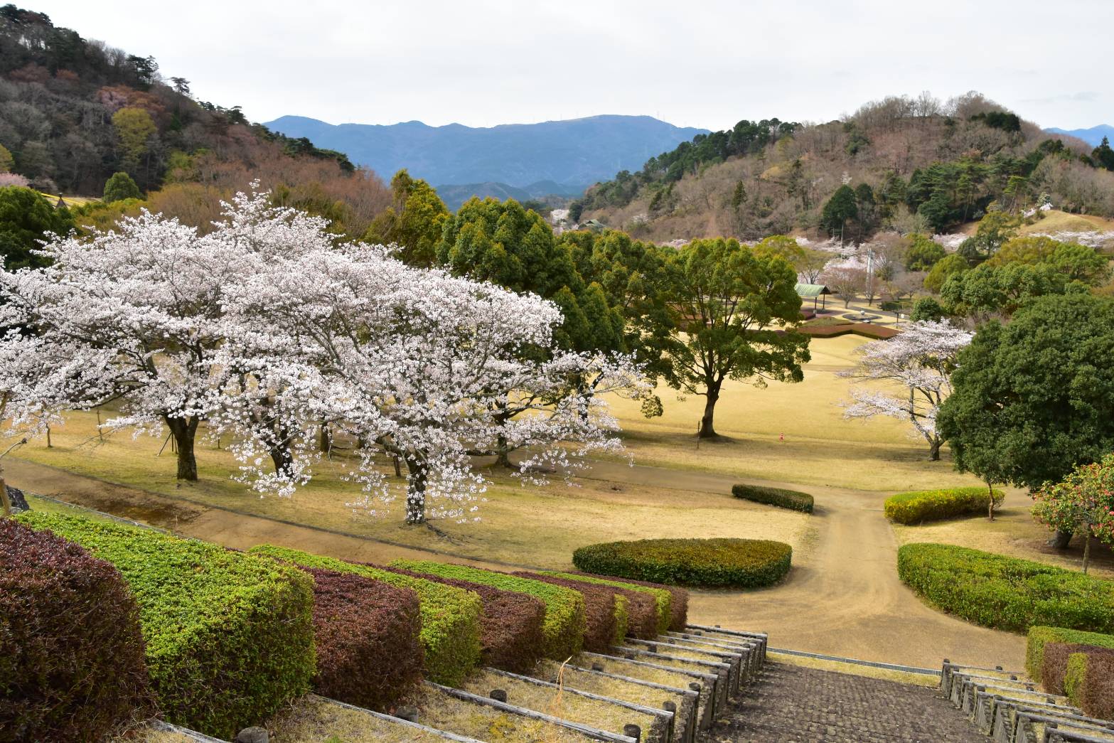 2025/03/31　開花状況