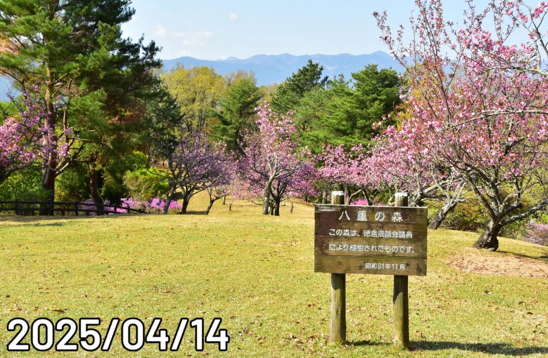 2025/04/14八重桜