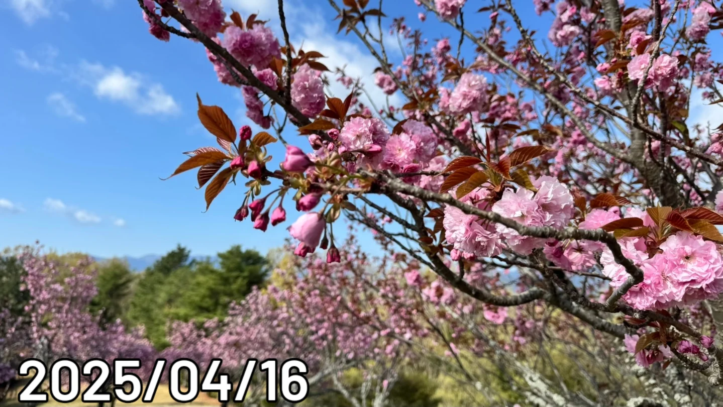 2025/04/16八重桜