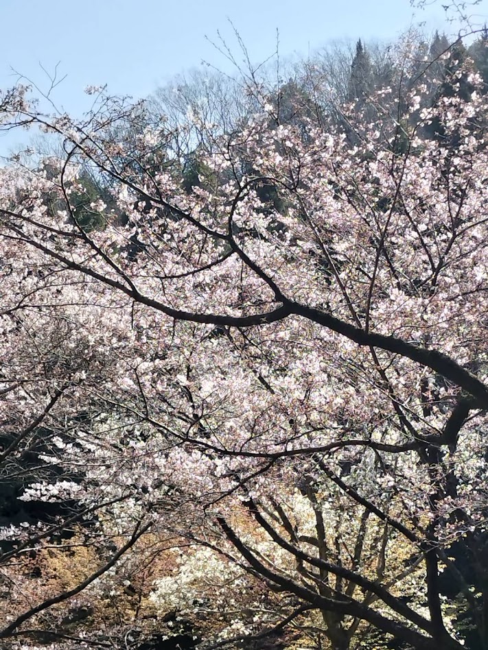 ３/２７（金）　桜の開花状況のおしらせ