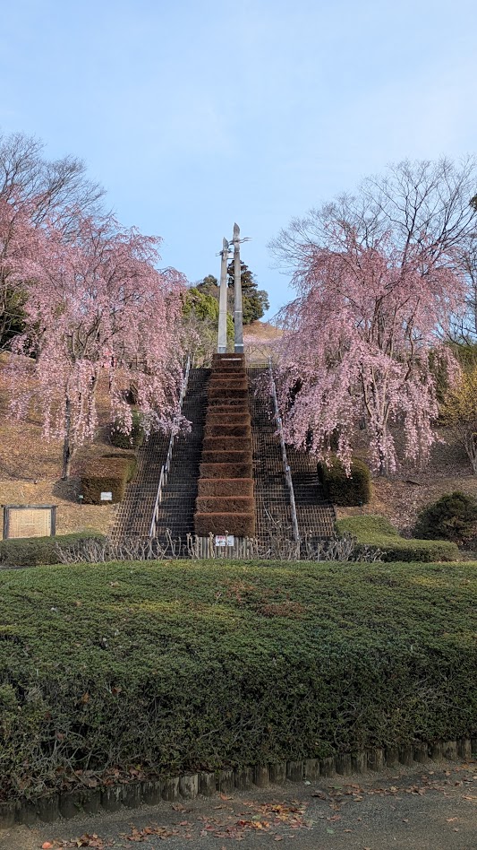 3/30（月）桜の開花状況のおしらせ