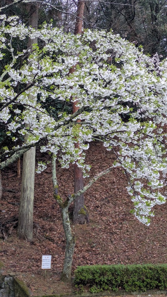 3/31（火）桜の開花状況のおしらせ