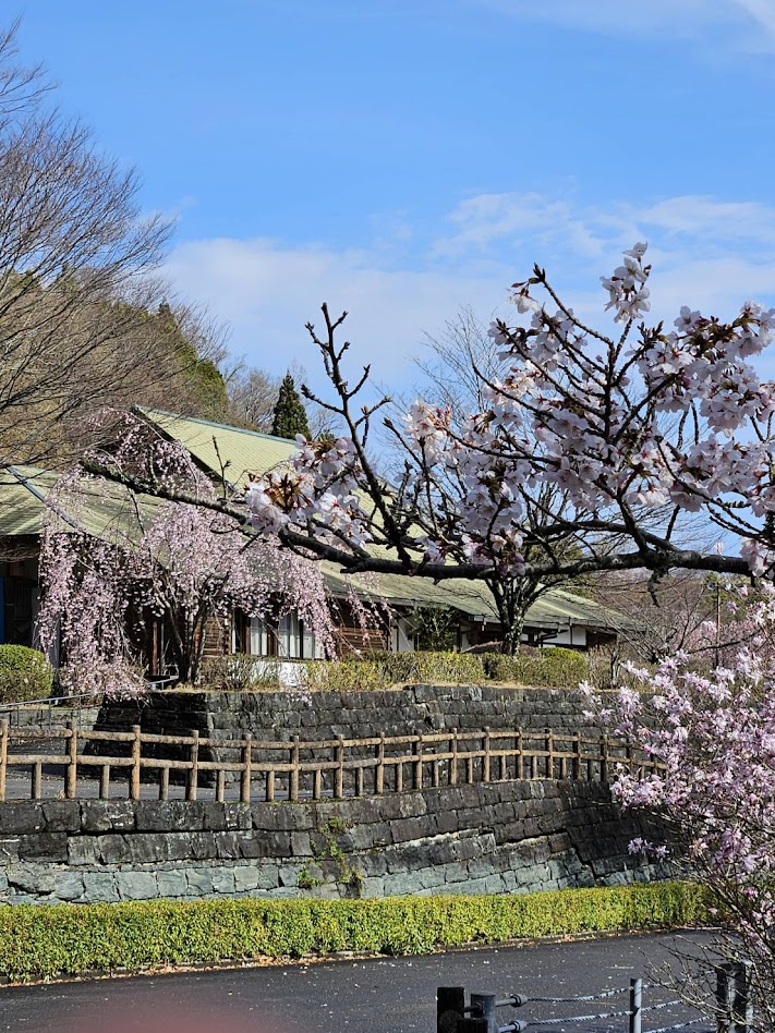 ４/２（木）桜の開花状況のお知らせ