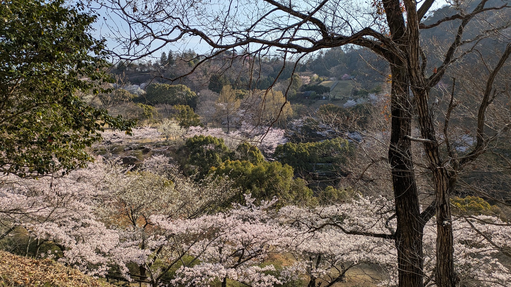 ４/３（金）桜の開花状況のお知らせ