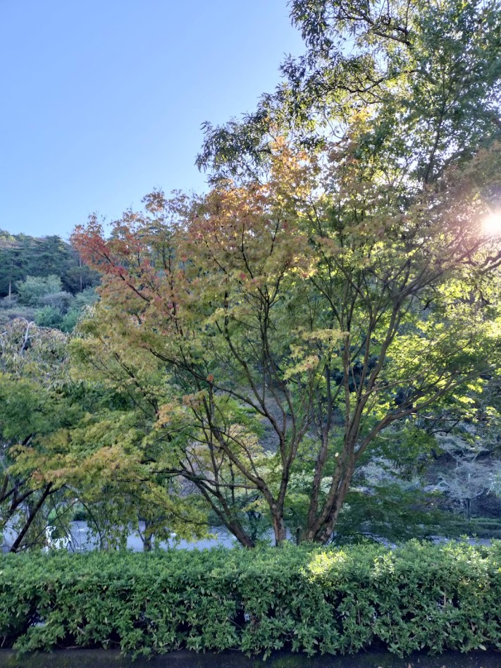 🌳公園の樹木見ごろ情報🌳