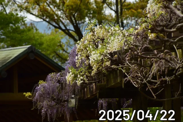 ポテレット広場横の藤棚の様子です。

📍徳島県名西郡神山町阿野字大地459-1（当園までの公共交通機関はありません）
駐車場　無料
入場 無料
📞088-678-0114

#神山森林公園イルローザの森
#神山森林公園
#徳島県